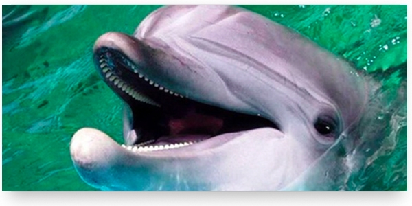 «У каждого должен быть свой дельфин»: как полезные дружелюбные письма помогают бизнесу изображение 5